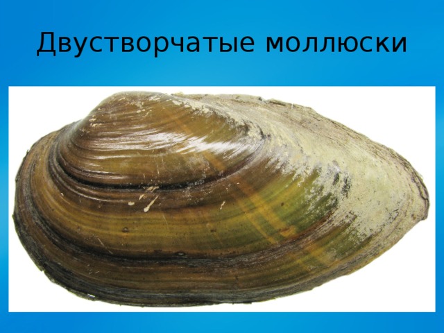 Двустворчатые моллюски 