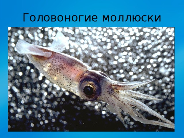 Головоногие моллюски 