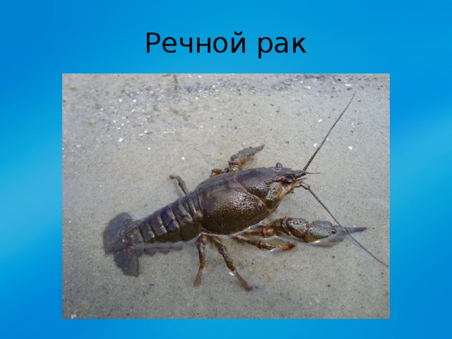 Речной рак 