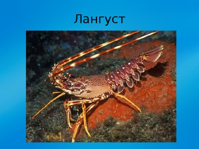 Лангуст 