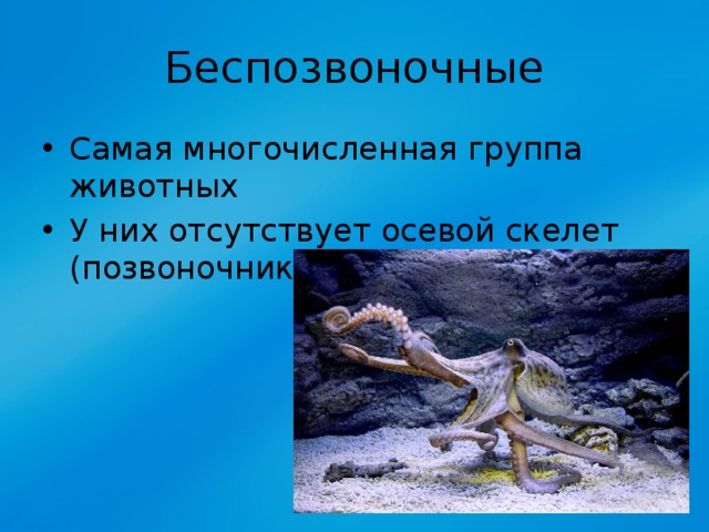 Беспозвоночные Самая многочисленная группа животных У них отсутствует осевой скелет (позвоночник) 