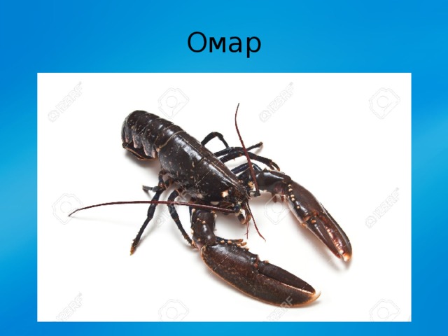 Омар 