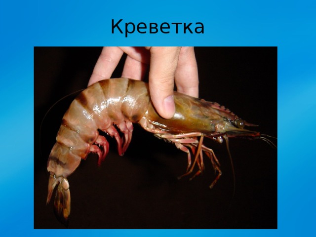 Креветка 