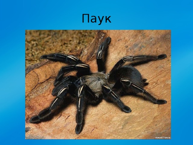 Паук 