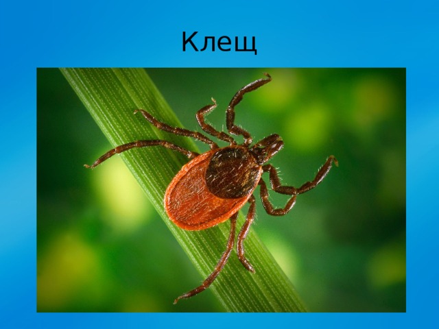 Клещ 