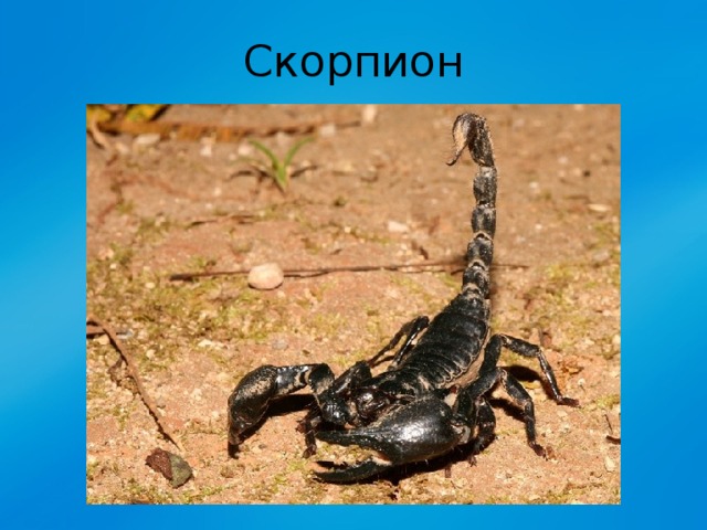 Скорпион 