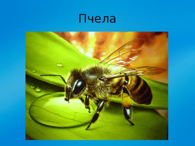 Пчела 