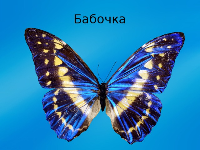 Бабочка 
