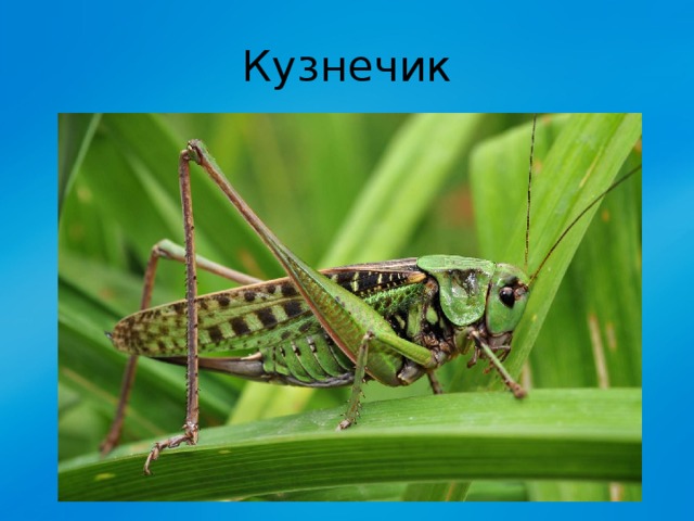 Кузнечик 