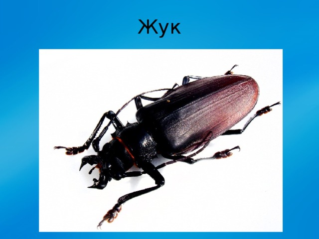 Жук 
