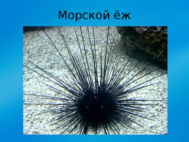 Морской ёж 