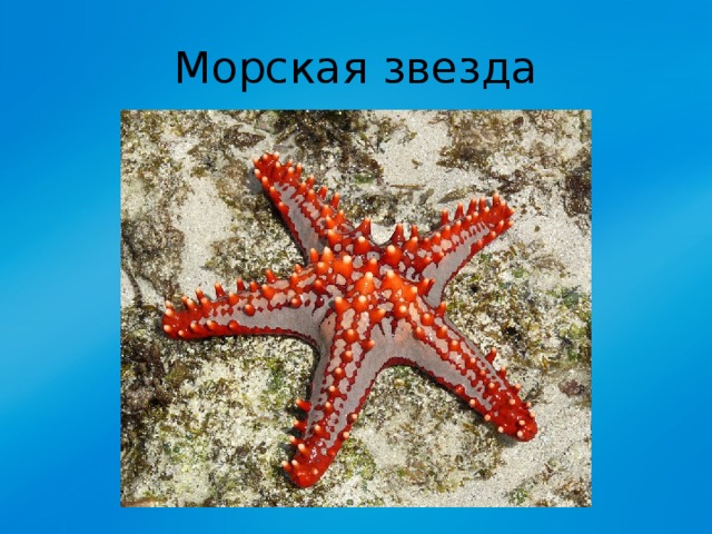 Морская звезда 