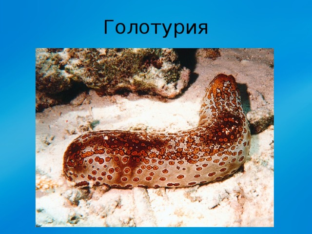 Голотурия 