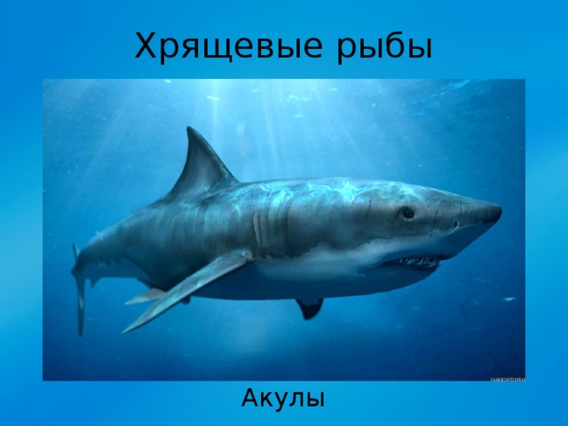 Хрящевые рыбы Акулы 
