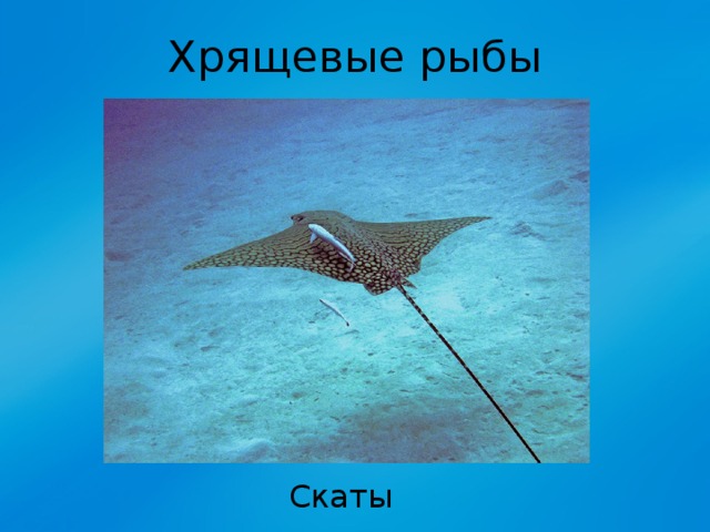 Хрящевые рыбы Скаты 