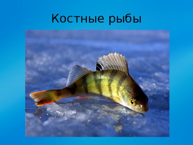 Костные рыбы 