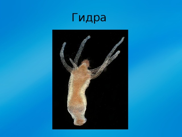 Гидра 