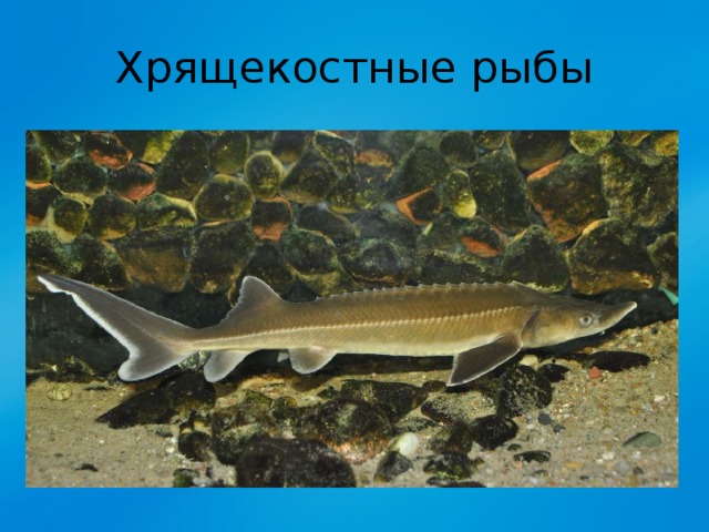 Хрящекостные рыбы 