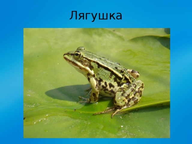 Лягушка 