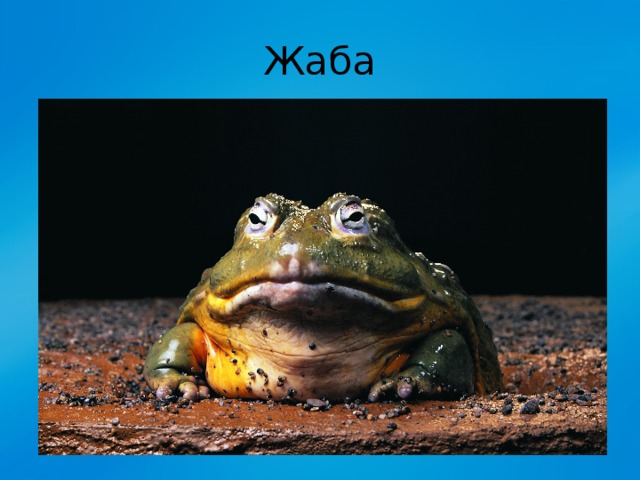 Жаба 