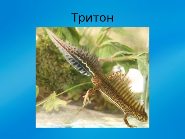 Тритон 