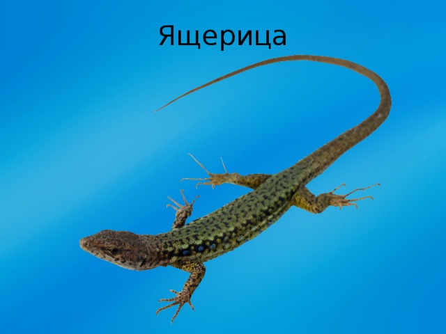 Ящерица 