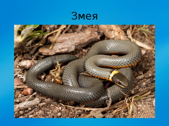 Змея 