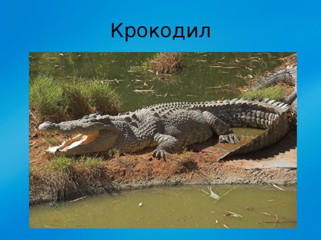 Крокодил 