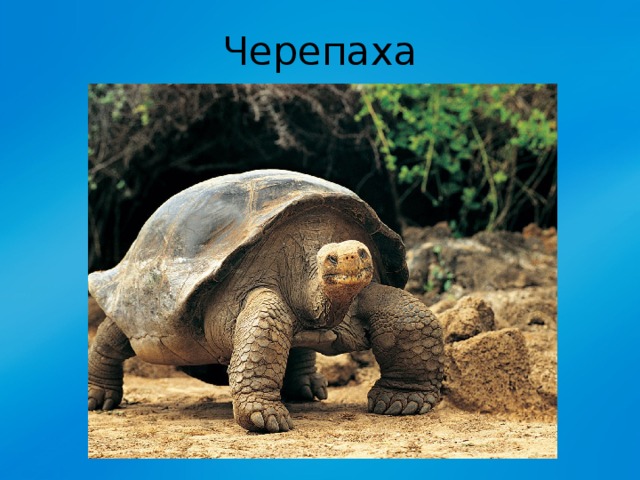 Черепаха 