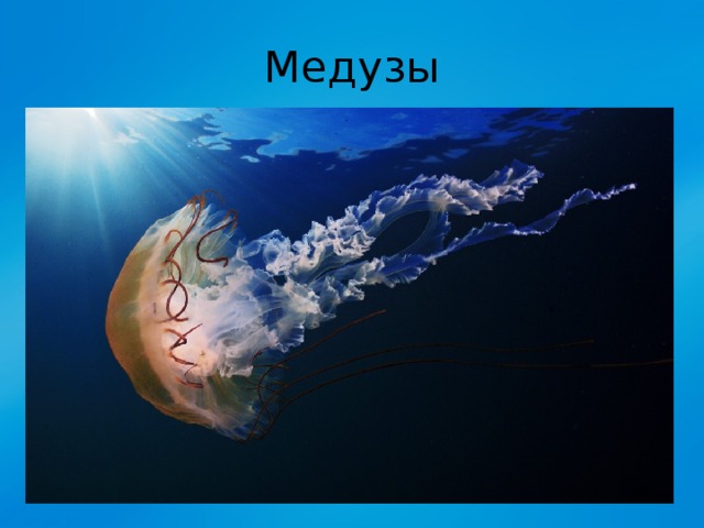 Медузы 