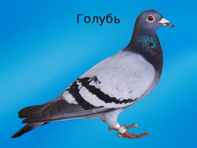 Голубь 