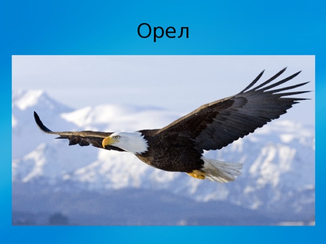 Орел 