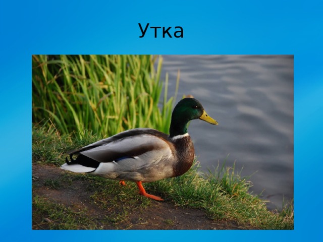 Утка 