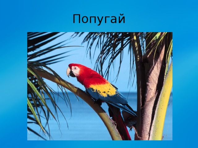 Попугай 