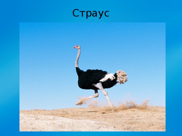 Страус 