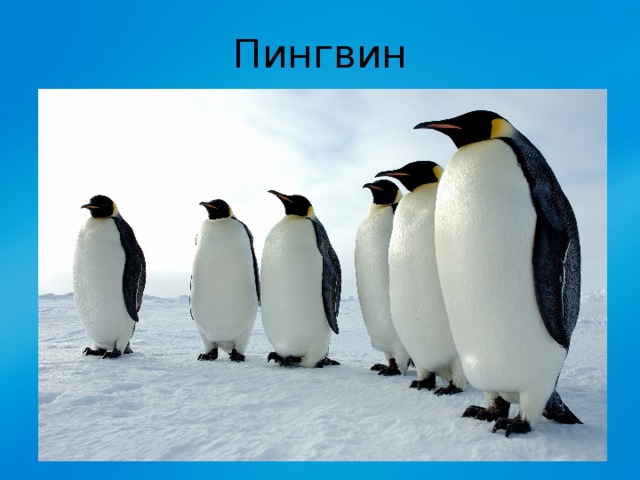 Пингвин 