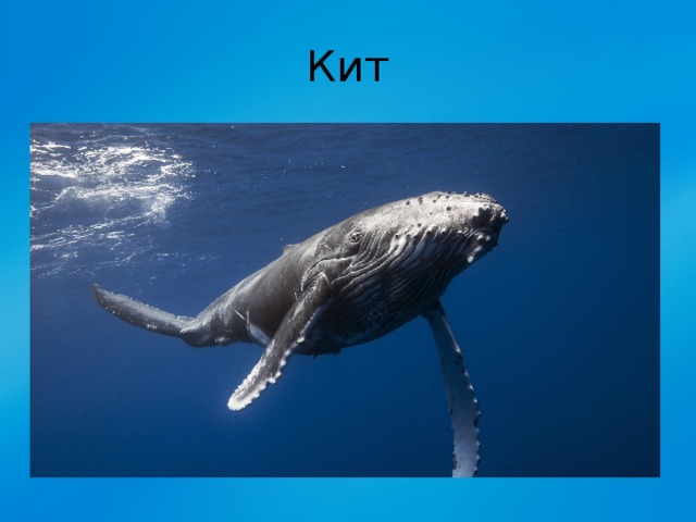 Кит 
