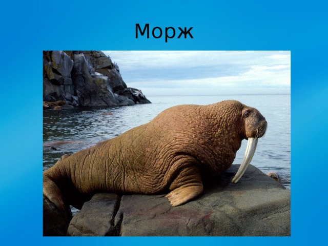 Морж 