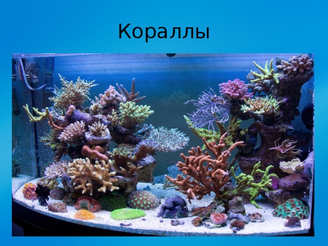 Кораллы 