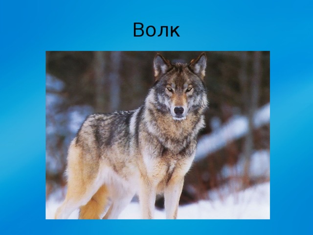 Волк 
