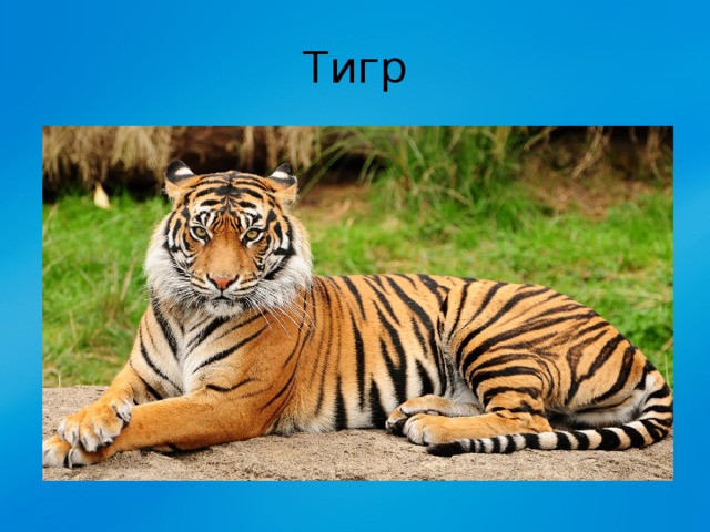 Тигр 