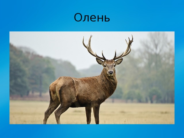 Олень 