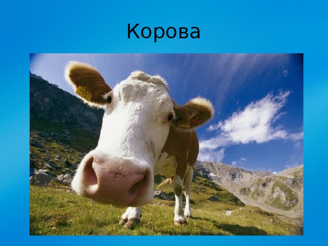 Корова 