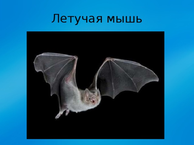 Летучая мышь 