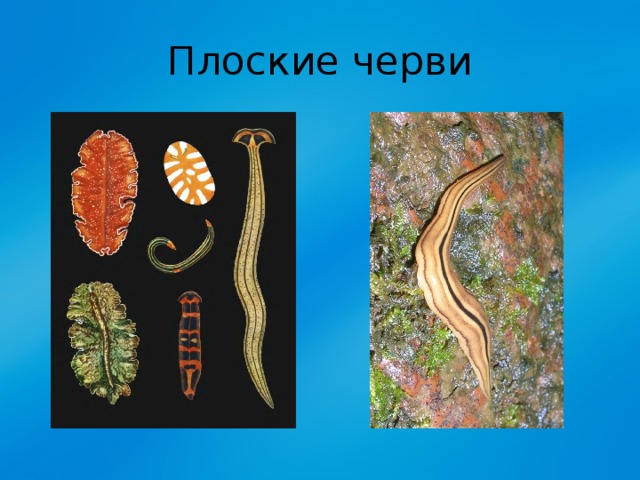 Плоские черви 
