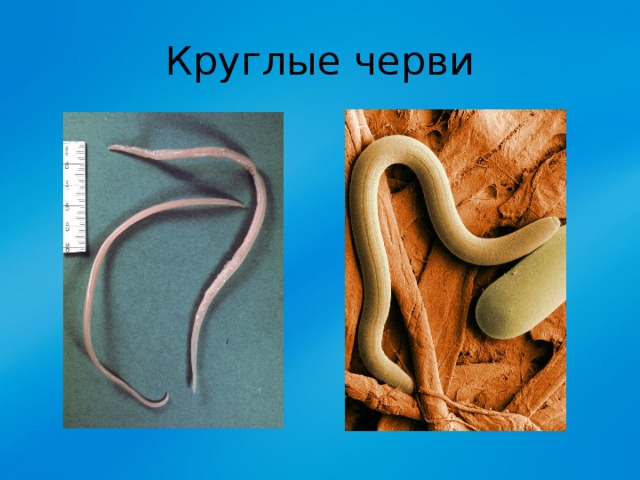 Круглые черви 