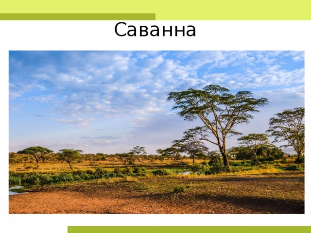 Саванна 