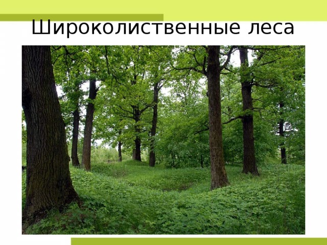 Широколиственные леса 
