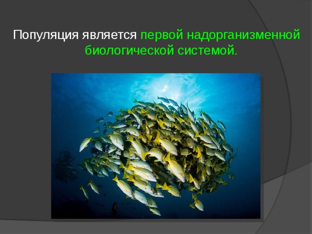 Популяция является первой надорганизменной биологической системой. 