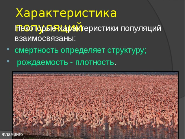 Характеристика популяций  Некоторые характеристики популяций взаимосвязаны: смертность определяет структуру;  рождаемость - плотность .  Фламинго 